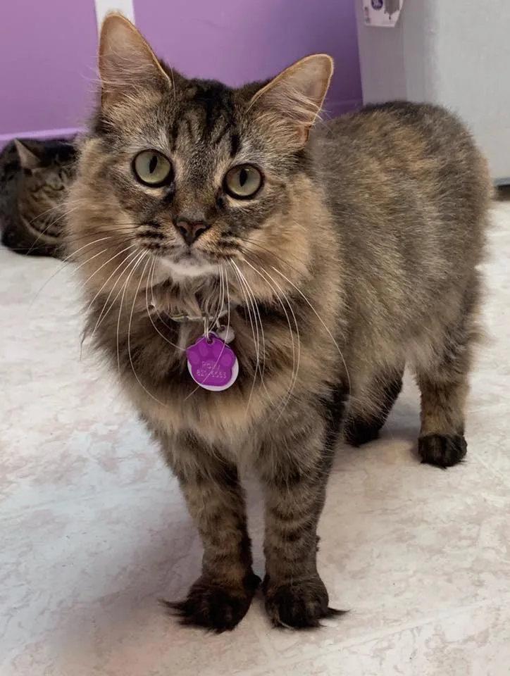 Polly  Purrmanent Resident thumbnail 4