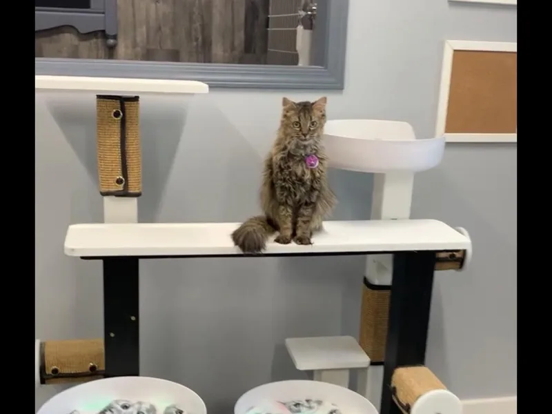 Polly  Purrmanent Resident thumbnail 6