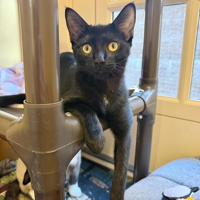 A baby small-sized female Black Domestic Short Hair cat named Sardine for adoption in Agoura Hills, CA