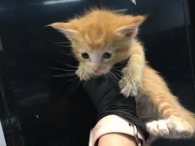 A baby small-sized male Domestic Short Hair cat named Panko for adoption in Thousand Palms, CA