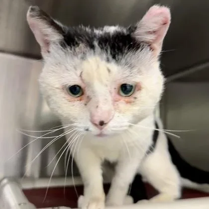 Smoothie thumbnail 2