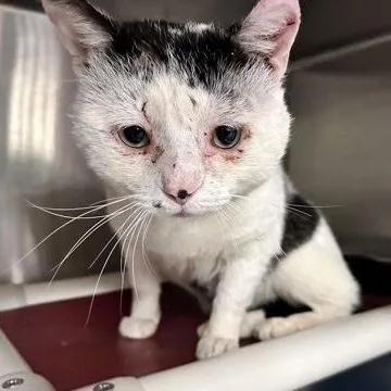 An adult medium-sized male Black & White / Tuxedo Domestic Short Hair cat named Smoothie for adoption in Athens, GA