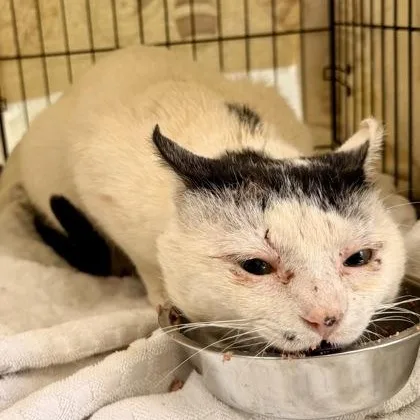 Smoothie thumbnail 3