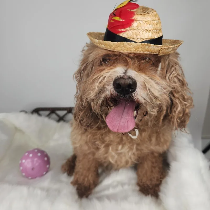 An adult small-sized male Miniature Poodle dog named Prince Edward for adoption in Fort Wayne, IN