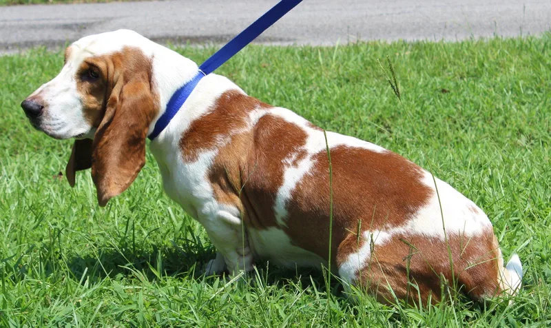 An adult large-sized male Basset Hound dog named Howard for adoption in Prattville, AL