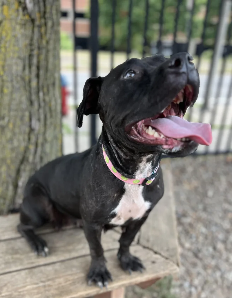 A young medium-sized female Pit Bull Terrier dog named Audrina for adoption in Buffalo, NY