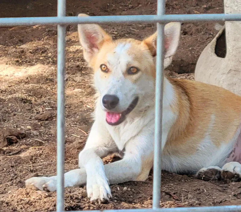 An adult medium-sized female Apricot / Beige Husky dog named Iris for adoption in Ladonia, TX
