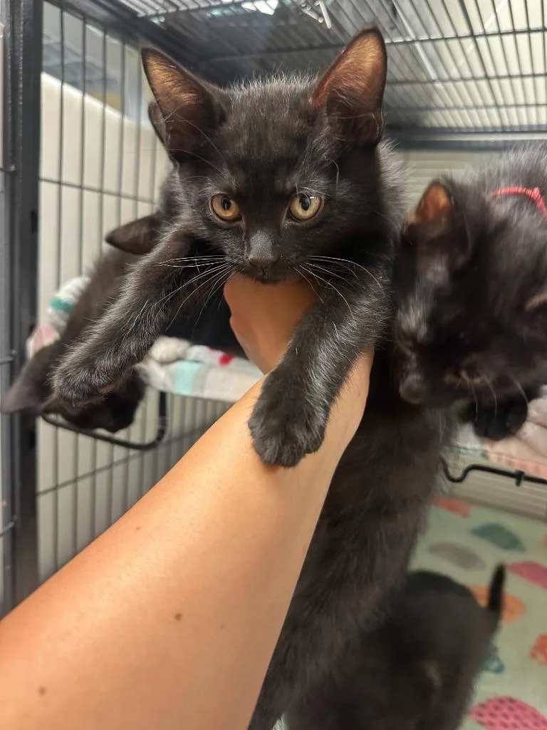 A baby small-sized female Domestic Short Hair cat named Mileena for adoption in Blountville, TN