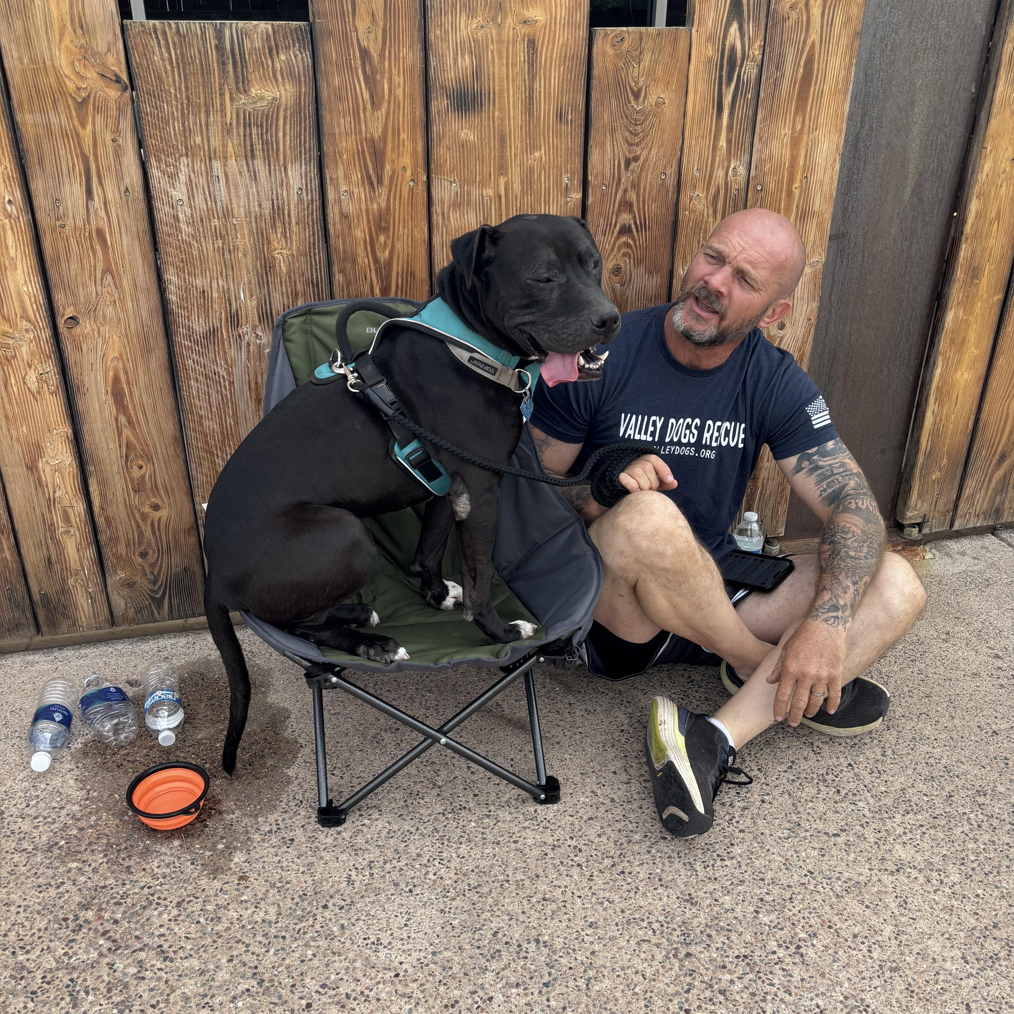 A young large-sized male Black American Staffordshire Terrier dog named Luca for adoption in Gilbert, AZ