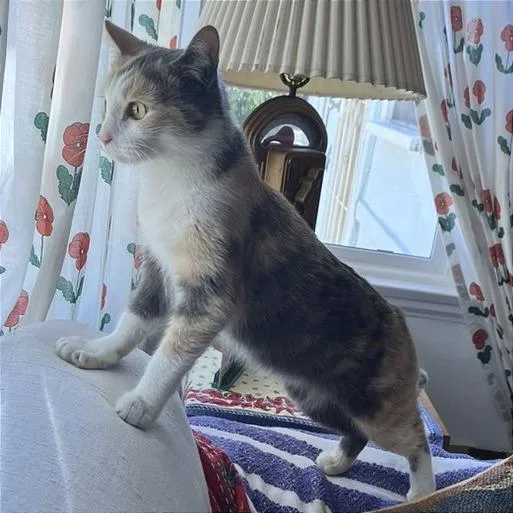 Pepper Anne thumbnail 2