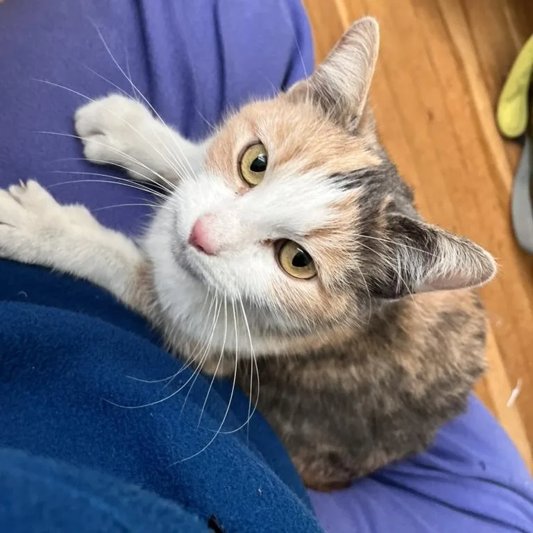 Pepper Anne thumbnail 3