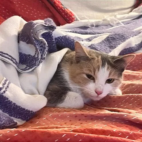 Pepper Anne thumbnail 4