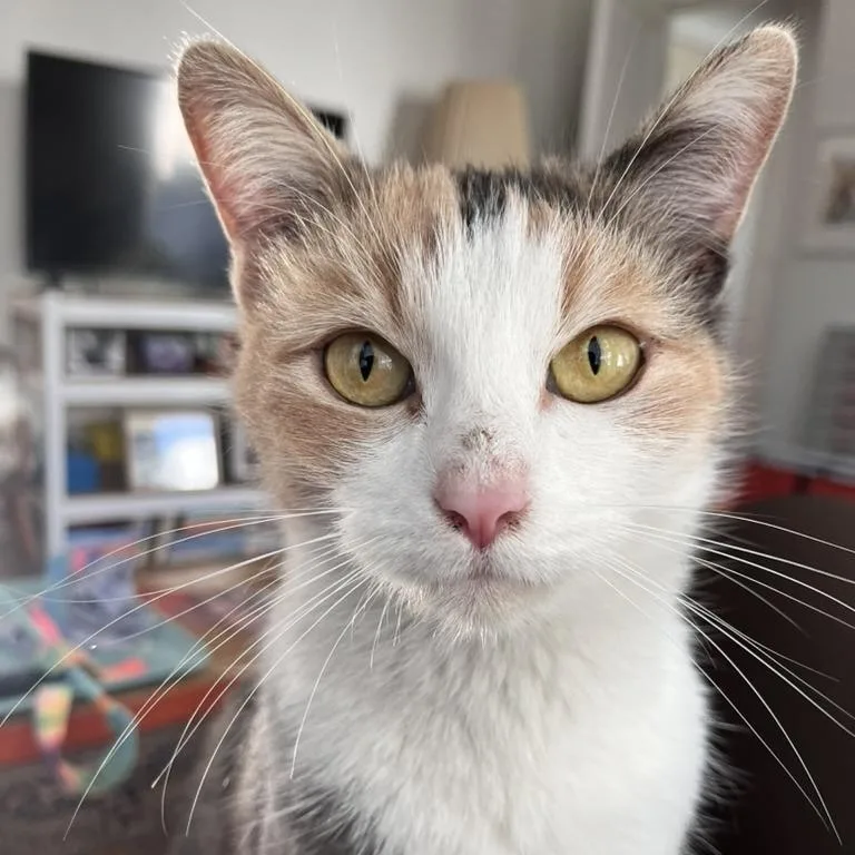 Pepper Anne thumbnail 5