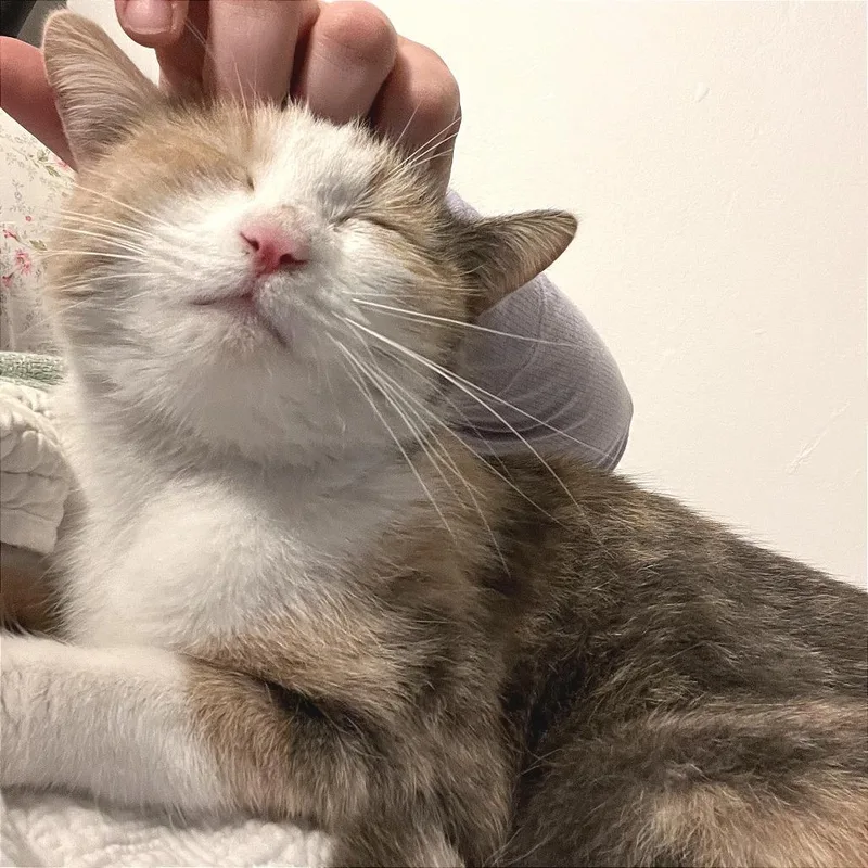 Pepper Anne thumbnail 6