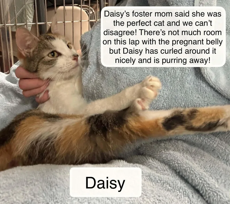 A young medium-sized female Calico Domestic Short Hair cat named Daisy for adoption in Ellicott City, MD