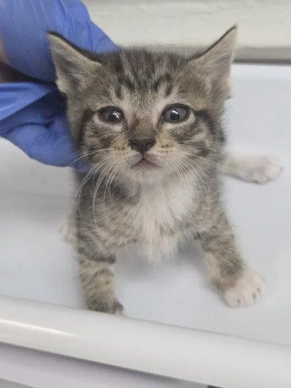 A baby small-sized male Brown / Chocolate Domestic Short Hair cat named Mouse for adoption in Oakland, CA