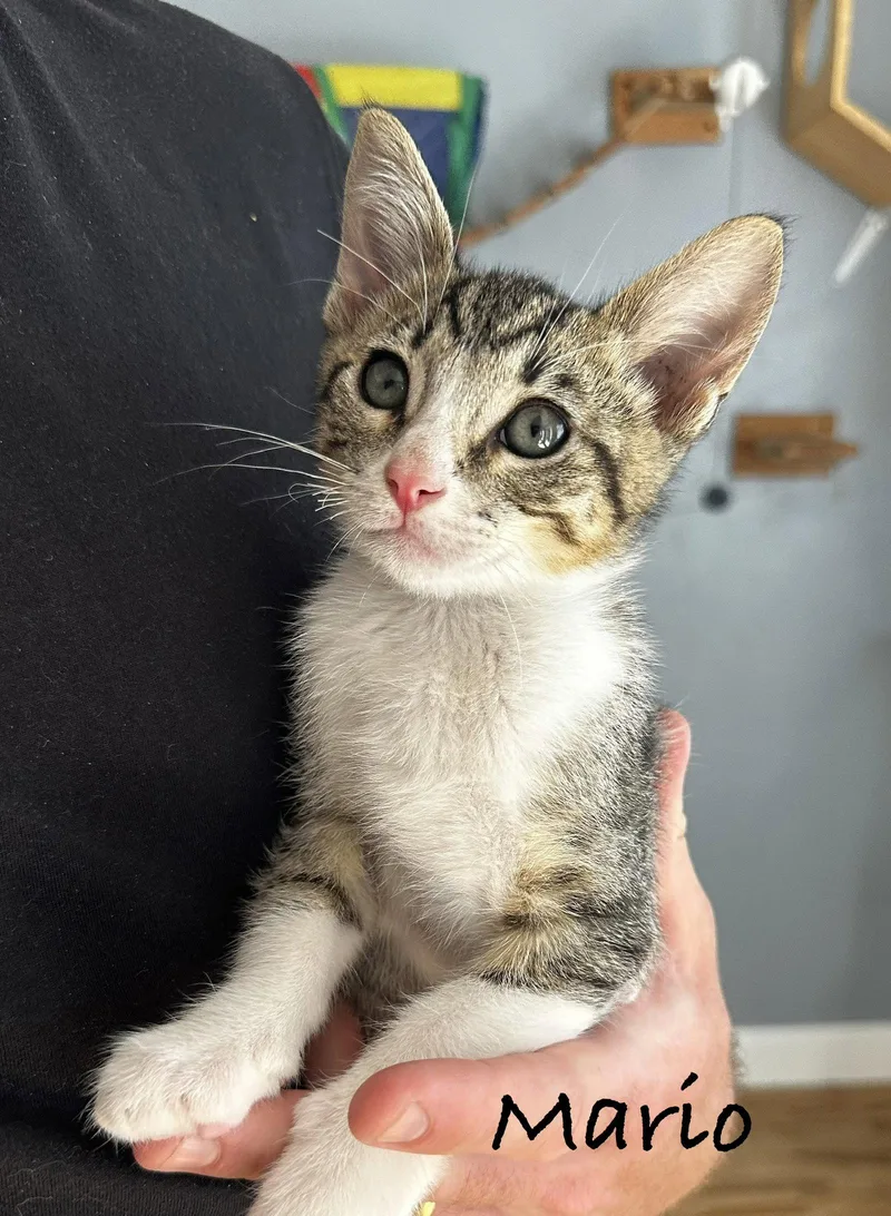 A baby medium-sized male Domestic Short Hair cat named Mario for adoption in Seal Beach, CA