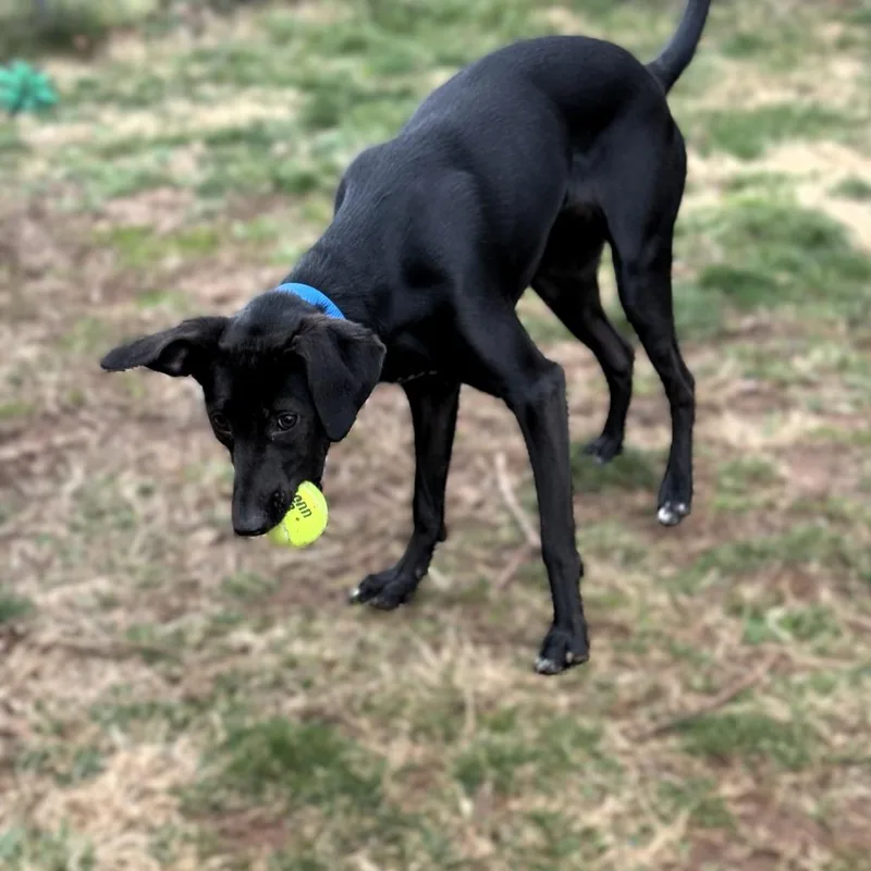 An adult medium-sized female Labrador Retriever dog named Cameron for adoption in Fairfax, VA