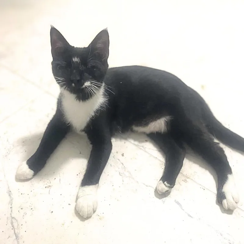A baby medium-sized male Black & White / Tuxedo Domestic Short Hair cat named Caesar for adoption in Austin, TX