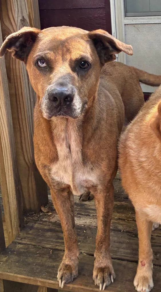 An adult medium-sized female Mixed Breed dog named Luna Star for adoption in Chickamauga , GA