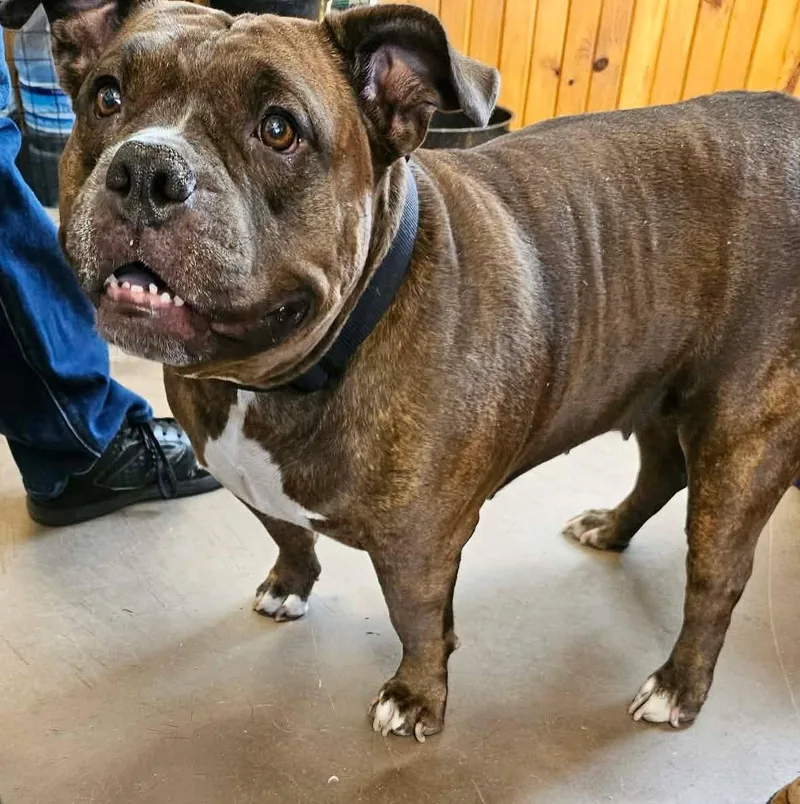 An adult medium-sized female Pit Bull Terrier dog named Estrella for adoption in Chappell, NE