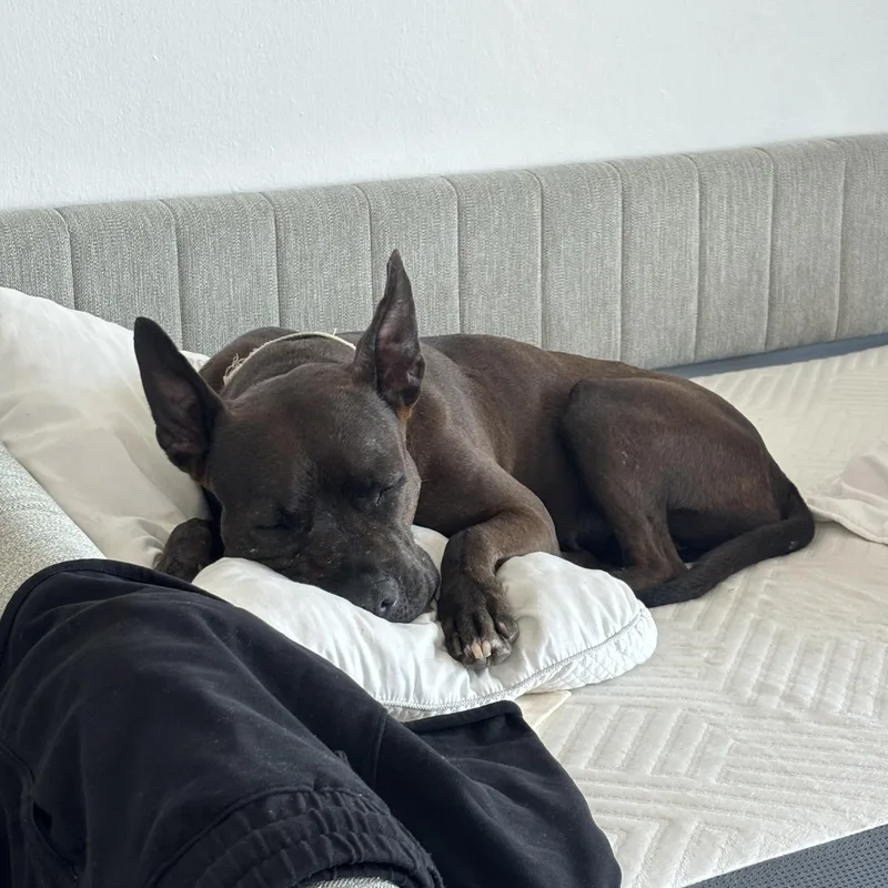 Whoopi The Cuddlebug