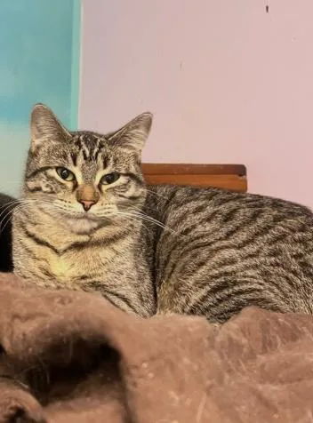 A young medium-sized female Tabby (Brown / Chocolate) Domestic Short Hair cat named Carrot for adoption in Chicago, IL