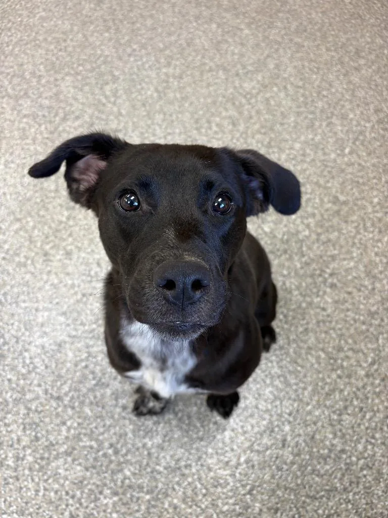 A young medium-sized female Labrador Retriever dog named Bunny for adoption in Findlay, OH