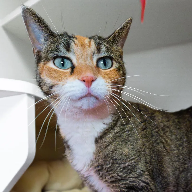 A senior large-sized female Calico Domestic Short Hair cat named Lily for adoption in South Elgin, IL