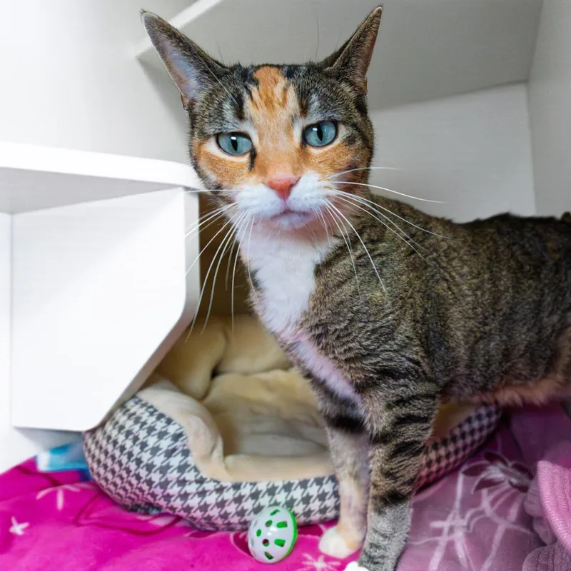 Lily thumbnail 4