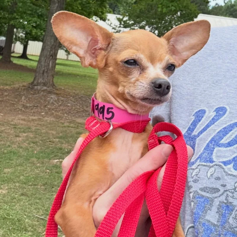 A senior small-sized female Brown / Chocolate Chihuahua dog named Cleo for adoption in Austell, GA