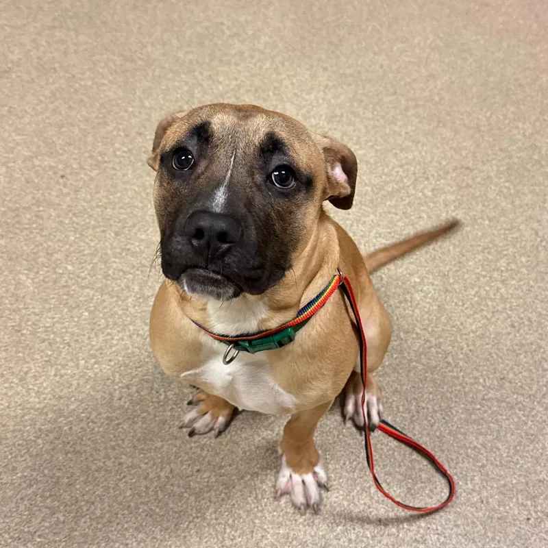 A young medium-sized male Yellow / Tan / Blond / Fawn Black Mouth Cur dog named Gatito for adoption in Bristol, IN