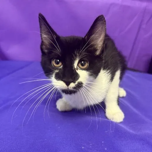 A baby small-sized male Black Domestic Medium Hair cat named Ivar for adoption in North Myrtle Beach, SC