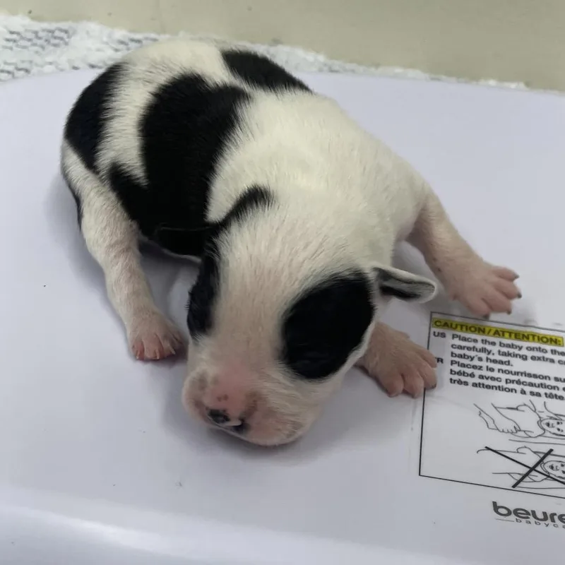 A baby medium-sized female White / Cream Terrier dog named Gail for adoption in Galax, VA