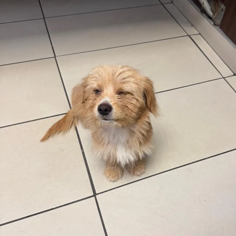 A young small-sized female Terrier dog named Ciabatta for adoption in Las Vegas, NV