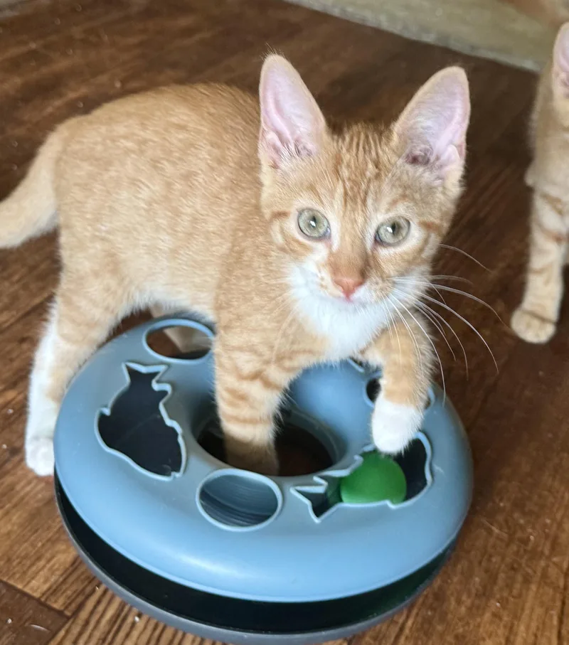 A young medium-sized female Orange / Red Domestic Short Hair cat named Lucky for adoption in North Tonawanda, NY