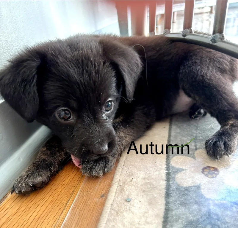A baby medium-sized female Black Dachshund dog named Autumn for adoption in New Albany, OH