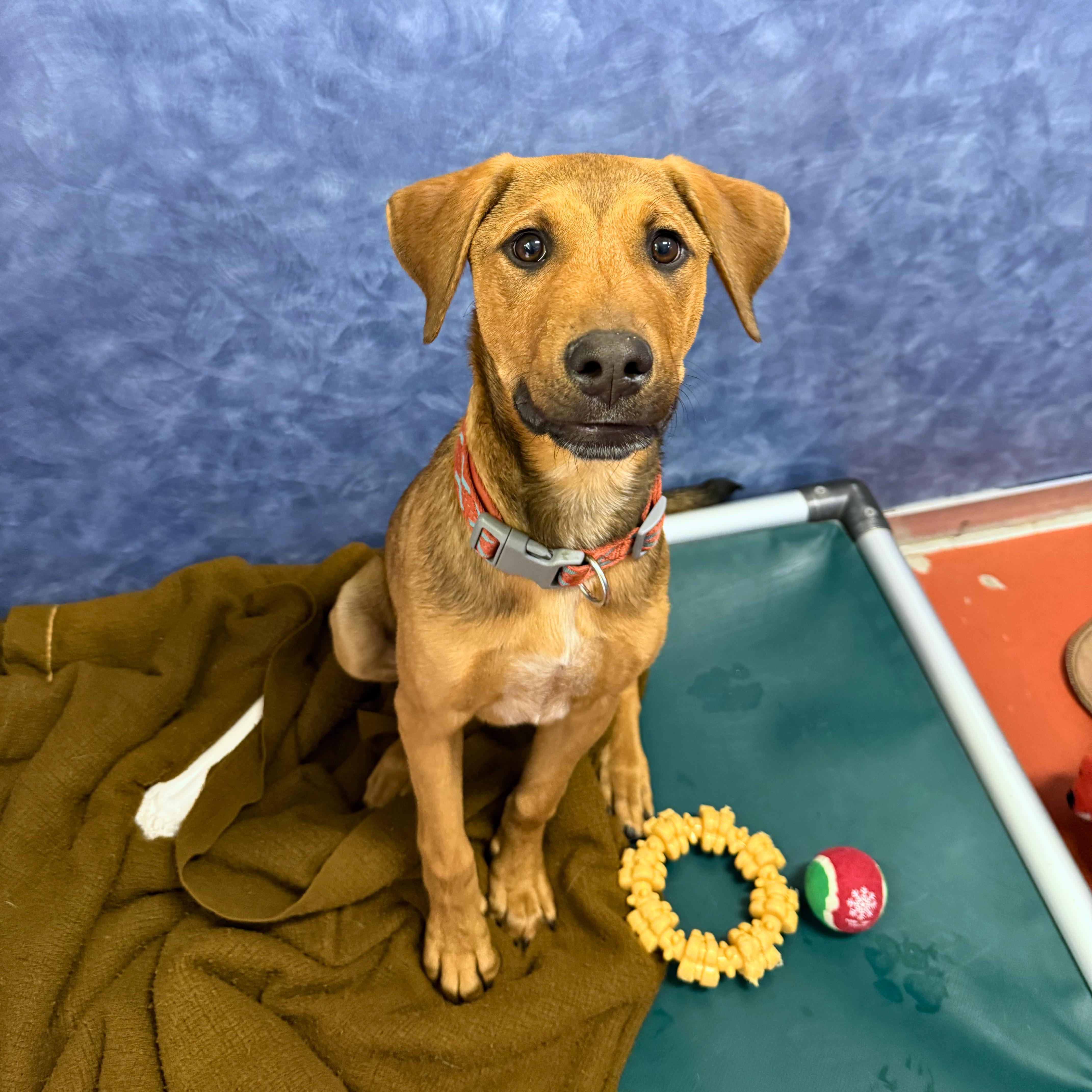 A baby large-sized male Mixed Breed dog named Mulder for adoption in Ridgway, CO