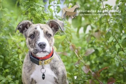 A young small-sized female Terrier dog named a Lindsey for adoption in North Charleston, SC
