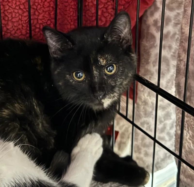 A baby small-sized female Domestic Short Hair cat named Darci for adoption in Saint Francisville, LA