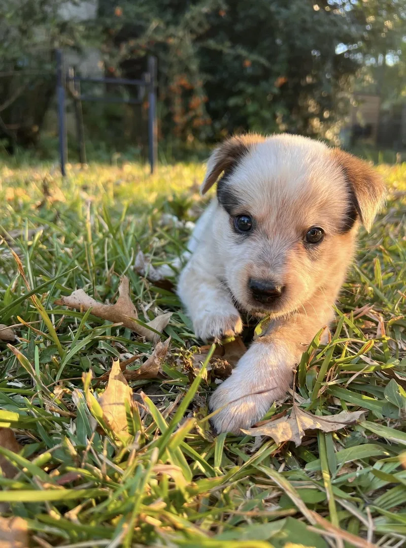 A baby medium-sized male Australian Cattle Dog / Blue Heeler dog named Roscoe for adoption in Pelham, AL