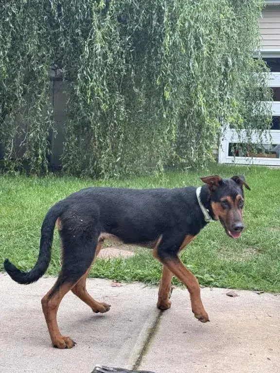 Rosco