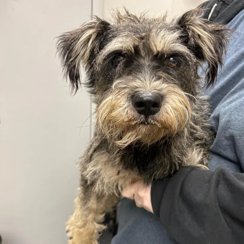An adult medium-sized female Black Mixed Breed dog named Hawk for adoption in Columbiana, AL