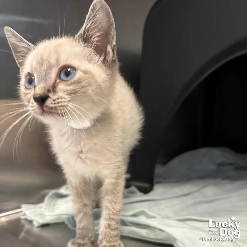 A baby medium-sized male Siamese cat named Truffle for adoption in Washington, DC