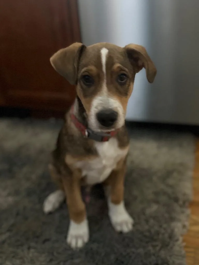 A baby medium-sized male Labrador Retriever dog named Jesters for adoption in Fort Lupton, CO