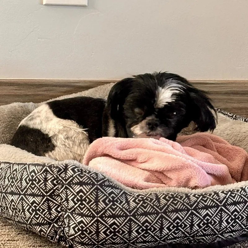 A senior small-sized female Tricolor (Brown, Black, & White) Shih Tzu dog named Gigi for adoption in Hurricane, UT