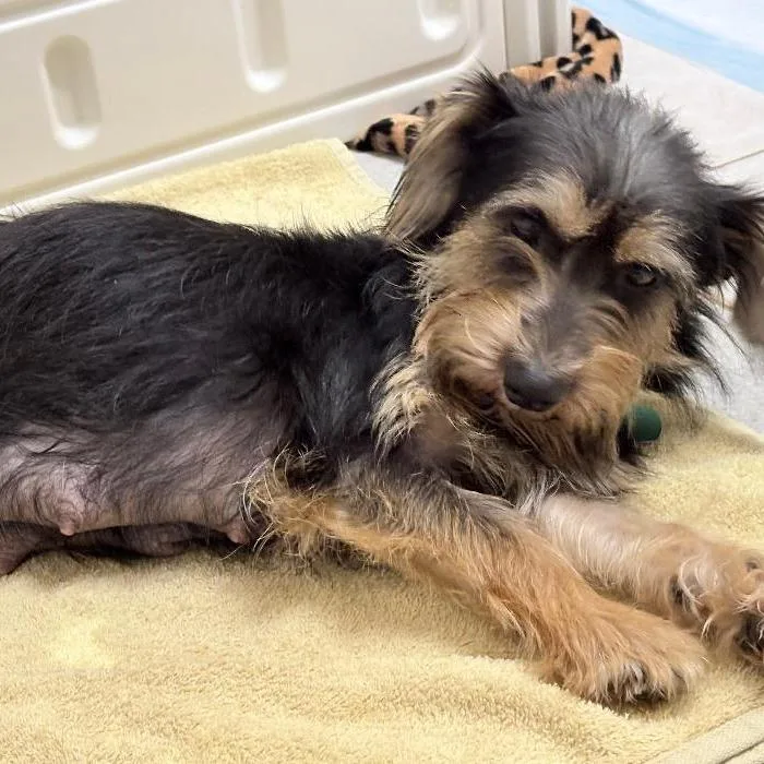 An adult small-sized female Gray / Blue / Silver Terrier dog named Azalea for adoption in North Myrtle Beach, SC