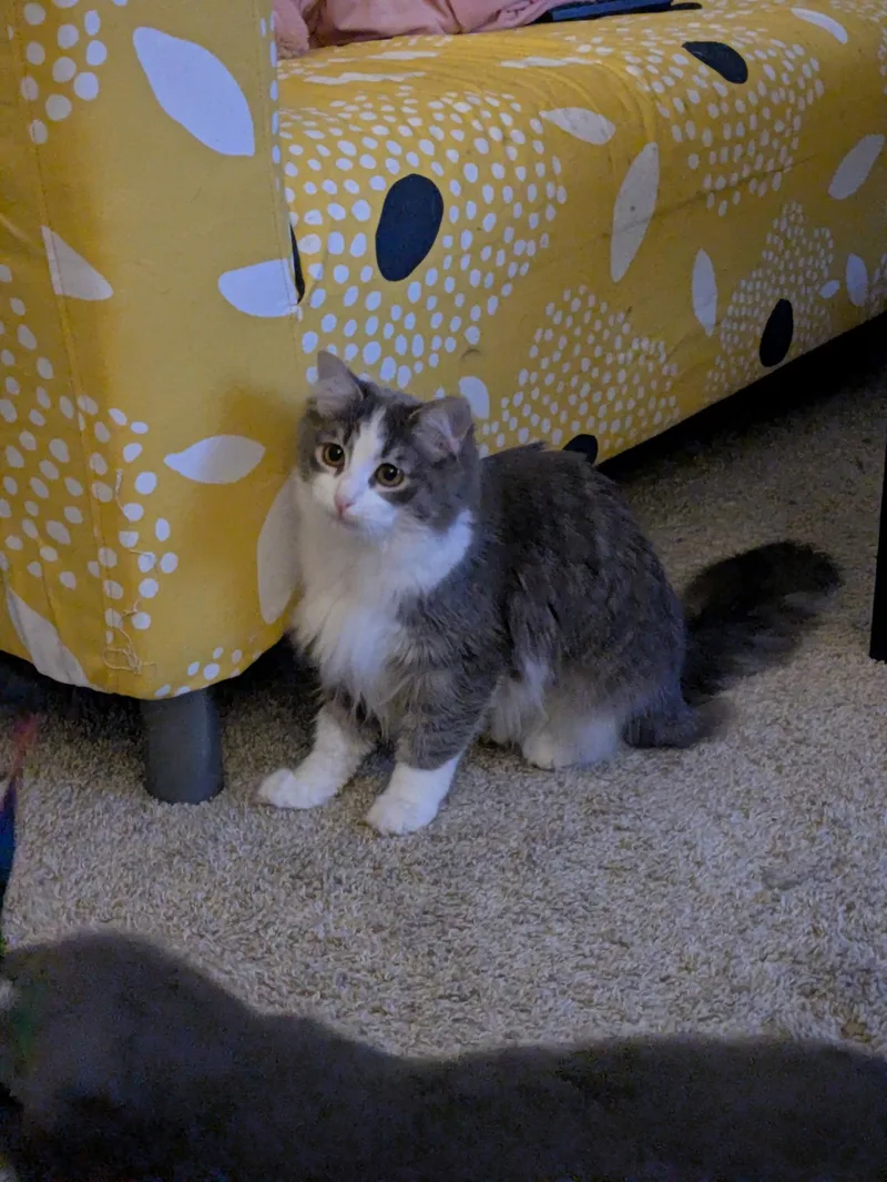 Skarloey thumbnail 3