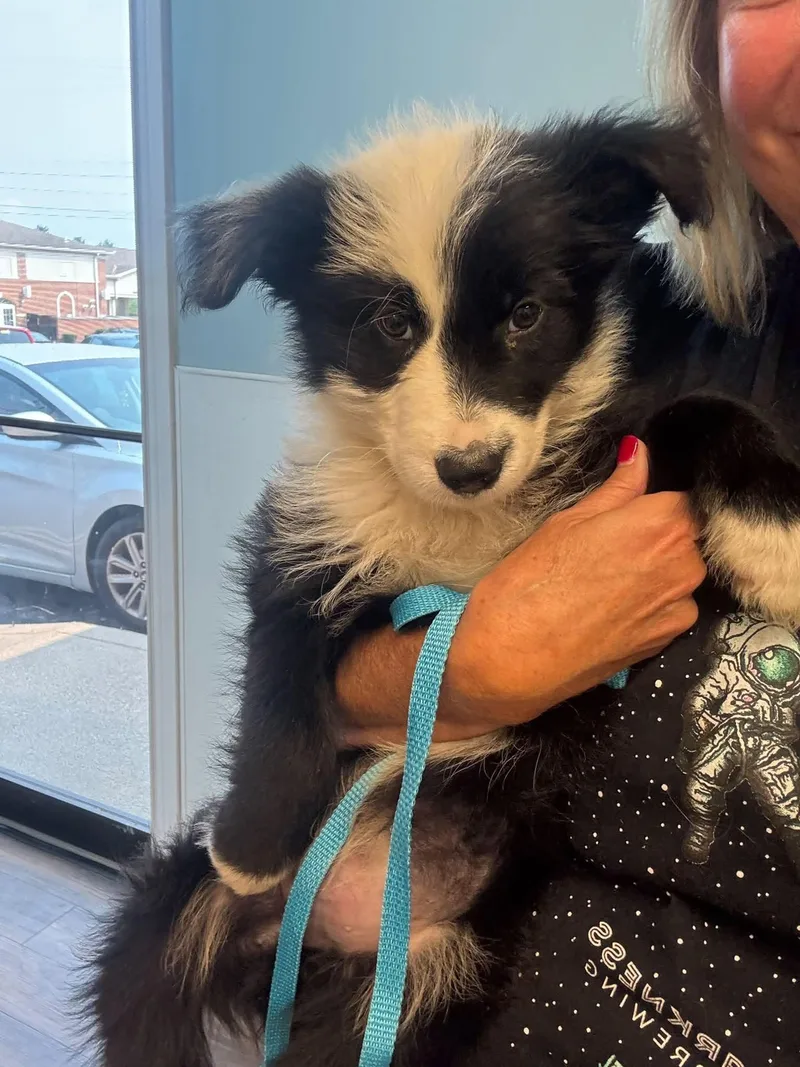 A baby medium-sized male Collie dog named Poe for adoption in Newport, KY