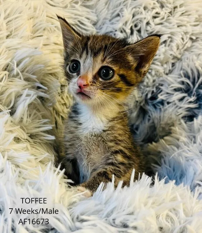 A young medium-sized male Tabby (Brown / Chocolate) Domestic Short Hair cat named Toffee for adoption in Supply, NC